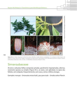 Noções Morfológicas e Taxonômicas para Identificação Botânica
100
Figura 44. (A) Folhas dispostas no final dos ramos; (B) folhas simples alternas espiraladas; (C) exsudação de látex branco de
Pouteria caimito (Ruiz & Pav.) Radlk.; exsudações de látex branco abundante de (D) Manilkara paraensis (Huber) Standl.,
(E) Manilkara bidentata (A. DC.) A. Chev. e (F) Manilkara amazonica (Huber) A. Chev.
Fotos:ArquivosdoProjetoDendrogene(Embrapa/DFID).Simaroubaceae
Árvores e arbustos; folhas compostas pinadas, geralmente imparipinadas, alternas,
raramente opostas ou simples (Figura 45) e, às vezes, com glândulas no ápice dos
folíolos, sem estípulas; frequentemente, com casca, ramos e folhas amargas.
Exemplos: marupá – Simarouba amara Aubl., pau-para-tudo – Simaba cedron Planch.
 
