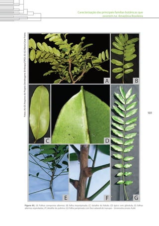 Caracterização das principais famílias botânicas que
ocorrem na Amazônia Brasileira
101
Figura 45. (A) Folhas compostas alternas; (B) folha imparipinada; (C) detalhe do folíolo; (D) ápice com glândula; (E) folhas
alternas espiraladas; (F) detalhe do pulvino; (G) folha paripinada com face adaxial de marupá – Simarouba amara Aubl.
Fotos:(A)-(D)ArquivosdoProjetoDendrogene(Embrapa/DFID);(E)-(G)MartaCésarFreire.
 