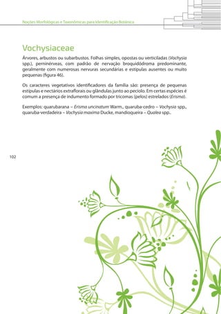 Noções Morfológicas e Taxonômicas para Identificação Botânica
102
Vochysiaceae
Árvores, arbustos ou subarbustos. Folhas simples, opostas ou verticiladas (Vochysia
spp.), perninérveas, com padrão de nervação broquidódroma predominante,
geralmente com numerosas nervuras secundárias e estípulas ausentes ou muito
pequenas (figura 46).
Os caracteres vegetativos identificadores da família são: presença de pequenas
estípulas e nectários extraflorais ou glândulas junto ao pecíolo. Em certas espécies é
comum a presença de indumento formado por tricomas (pelos) estrelados (Erisma).
Exemplos: quarubarana – Erisma uncinatum Warm., quaruba-cedro – Vochysia spp.,
quaruba-verdadeira – Vochysia maxima Ducke, mandioqueira – Qualea spp..
 