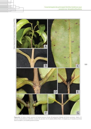 Caracterização das principais famílias botânicas que
ocorrem na Amazônia Brasileira
103
Figura 46. (A) Folhas simples opostas de Qualea paraensis Ducke; (B) pequenas estípulas de Erisma uncinatum Warm.; (C)
venação broquidódroma; glândulas na base dos pecíolos de (D) Qualea albiflora Warm., (E) Qualea sp., (F) Qualea acuminata
Spruce ex Warm. e (G) Qualea paraensis Ducke.
Fotos:ArquivosdoProjetoDendrogene(Embrapa/DFID).
 