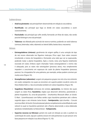 Noções Morfológicas e Taxonômicas para Identificação Botânica
14
Subterrâneas
•	 Axial ou pivotante: raiz principal bem desenvolvida em relação às secundárias.
•	 Ramificada: raiz principal que logo se divide em raízes secundárias e assim
sucessivamente.
•	 Fasciculada: raiz principal que sofre atrofia, formando um feixe de raízes, não sendo
possível distinguir uma raiz principal.
•	 Tuberosa: raiz dilatada pelo acúmulo de reserva nutritiva, podendo ser axial tuberosa
(cenoura, beterraba, nabo, rabanete) ou lateral (dália, batata doce, macaxeira).
Aéreas
•	 Estranguladoras (cinturas): geralmente de origem epífita; é uma variação do tipo
de raiz escora observada nas figueiras mata-pau (Ficus spp.). Suas raízes crescem
envolvendo o tronco do hospedeiro e formando uma rede que vai se espessando,
podendo matar a planta hospedeira. Após a morte, resta uma figueira totalmente
escorada em raízes. Embora sejam chamadas “raízes estranguladoras”, o termo não
é adequado, pois as raízes não estrangulam (processo ativo), mas simplesmente
impedem o crescimento em espessura do caule da planta hospedeira (processo
passivo). Se a hospedeira for uma palmeira, por exemplo, ambas podem conviver por
muitos anos (Figura 1A).
•	 Grampiformes (aderentes): surgem em pequenos grupos nos nós e/ou nos entrenós
em caules rastejantes nos quais ao encontrar um suporte podem escalá-lo como em
Hera (Hedera helix L.). São encontradas também em várias trepadeiras (Figura 1B).
•	 Sugadoras (Haustórios): estruturas de contato, apressórios, no interior dos quais
surgem as raízes finas, haustórios, órgãos que absorvem alimentos, parasitando a
planta hospedeira. Ex.: erva-de-passarinho – Struthanthus flexicaulis (Mart. ex Schult.
f.) Mart. (Loranthacaeae) com folhas verdes cujos haustórios penetram até o xilema
sugando água e sais minerais (seiva bruta) – hemiparasita; cipó-chumbo – Cuscuta
racemosa Mart. & Humb. (Convolvulaceae) planta completamente aclorofilada de caule
volúvel no qual os haustórios penetram até o floema absorvendo a seiva elaborada
(produtos metabolizados na fotossíntese) – holoparasita.
•	 Suportes (escoras ou fúlcreas): partem do caule em direção ao solo e auxiliam na
sustentação do caule, seja por a planta crescer em solo pantanoso ou por possuir uma
base pequena em relação à sua altura (Figuras 1C; 1D).
 