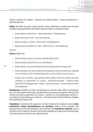 Noções Morfológicas e Taxonômicas para Identificação Botânica
18
reserva nutritiva. Ex.: batata – Solanum sp., batata-inglesa – Solanum tuberosum L.
(Solanaceae), etc.
Bulbo: formado de prato (caule), gema e raízes adventícias, envolto por escamas
(catáfilos) que geralmente acumulam reservas. Pode ser de quatro tipos:
•	 Bulbo sólido: Ex.: falsa-tiririca – Hypoxis decumbens L. (Hypoxidaceae).
•	 Bulbo escamoso: Ex.: lírio – Lilium sp. (Liliaceae).
•	 Bulbo tunicado: Ex.: cebola – Allium cepa L. (Amaryllidaceae).
•	 Bulbo composto (bulbilho): Ex.: alho – Allium sativum L. (Amaryllidaceae).
Aéreos
Eretos podem ser:
•	 Tronco: lenhoso, ocorre em árvores e arbustos (Figura 2B-C).
•	 Haste: herbáceo, presente em ervas e subarbustos.
•	 Estipe: lenhoso, mas não ramificado. Característico das palmeiras (Figura 2D).
•	 Colmo: cilíndrico, com nós e entrenós bem evidentes; ocorre em gramíneas, podendo
ser oco, fistuloso, como no bambu (Figura 2E), ou cheio como na cana-de-açúcar.
•	 Escapo: não se ramifica e não apresenta folhas (afilos). Ocorre em plantas de caules
reduzidos ou subterrâneos. Ex.: rizoma – bastão-do-imperador – Etlingera elatior
(Jack) R.M. Sm (Zingiberaceae) e bulbo – açucena-do-brejo – Crinum erubescens Aiton
(Amaryllidaceae).
Rastejantes: paralelos ao solo, com presença ou não de raízes (ditos sarmentosos
com um único ponto de fixação. Geralmente ao encontrar um suporte sobe por ele,
enrola-se ou forma gavinhas). Ex: chuchu – Sechium sp. (Cucurbitaceae), jerimum –
Cucurbita sp. (Cucurbitaceae), melancia – Citrullus lanatus (Thunb.) Matsum. & Nakai
(Cucurbitaceae) (Figura 2H).
Trepadores: necessitam de suporte e se fixam através de estruturas como raízes
adventícias (raízes grampiformes) ou gavinhas (Figura 2F-G); quando não
possuem essas estruturas fixadoras, são chamados de trepadores volúveis, que se
enrolam em um suporte. Ocorrem em muitas trepadeiras e cipós como Ipomoea spp.
(Convolvulaceae) e Serjania spp. (Sapindaceae)
 