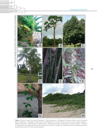 Introdução à botânica
19
Figura 2. Tipos de caule: (A) rizoma de bananeira – Musa paradisiaca L. (Musaceae); (B) tronco lenhoso, árvore de grande
porte, castanheira – Bertholletia excelsa Bonpl. (Lecythidaceae); (C) tronco lenhoso, árvore de porte médio, jambeiro –
Eugenia malaccensis L. (Myrtaceae); (D) estipe de açaí – Euterpe oleracea Mart. (Arecaceae); (E) colmo do bambu – Bambusa
sp. (Gramineae); (F) trepador de Araceae; (G) trepador de maracujá – Passiflora sp. (Passifloraceae); (H) rastejante de Ipomoea
asarifolia (Desr.) Roem. & Schult. (Convolvulaceae).
Fotos:(A)LucianoMargalho;(B)-(F)AntônioSérgioLimadaSilva;(G)-(H)LucianoMargalho.
 