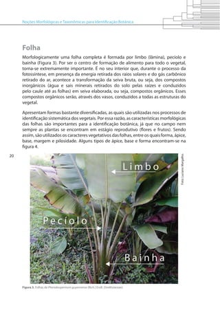 Noções Morfológicas e Taxonômicas para Identificação Botânica
20
Folha
Morfologicamente uma folha completa é formada por limbo (lâmina), pecíolo e
bainha (Figura 3). Por ser o centro de formação de alimento para todo o vegetal,
torna-se extremamente importante. É no seu interior que, durante o processo da
fotossíntese, em presença da energia retirada dos raios solares e do gás carbônico
retirado do ar, acontece a transformação da seiva bruta, ou seja, dos compostos
inorgânicos (água e sais minerais retirados do solo pelas raízes e conduzidos
pelo caule até as folhas) em seiva elaborada, ou seja, compostos orgânicos. Esses
compostos orgânicos serão, através dos vasos, conduzidos a todas as estruturas do
vegetal.
Apresentam formas bastante diversificadas, as quais são utilizadas nos processos de
identificação sistemática dos vegetais. Por essa razão, as características morfológicas
das folhas são importantes para a identificação botânica, já que no campo nem
sempre as plantas se encontram em estágio reprodutivo (flores e frutos). Sendo
assim, são utilizados os caracteres vegetativos das folhas, entre os quais forma, ápice,
base, margem e pilosidade. Alguns tipos de ápice, base e forma encontram-se na
figura 4.
Figura 3. Folhas de Phenakospermum guyannense (Rich.) Endl. (Strelitziaceae).
Foto:LucianoMargalho.
 