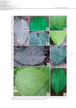 Introdução à botânica
21
Figura 4. Tipos de ápice: (A) ápice cuspidado; (B) ápice retuso; (C) ápice agudo. Tipos de base: (D) oblíqua; (E) cordada; (F)
obtusa. Forma das folhas: (G) oblonga; (H) cordada; (I) ovalada; (J) obovada.
Fotos:(A)AntônioSérgioLimadaSilva;(B)MartaCésarFreire;(C)-(I)AntônioSérgioLimadaSilva;(J)MartaCésarFreire.
 