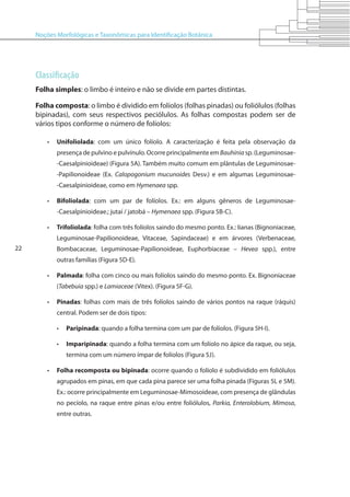 Noções Morfológicas e Taxonômicas para Identificação Botânica
22
Classificação
Folha simples: o limbo é inteiro e não se divide em partes distintas.
Folha composta: o limbo é dividido em folíolos (folhas pinadas) ou foliólulos (folhas
bipinadas), com seus respectivos peciólulos. As folhas compostas podem ser de
vários tipos conforme o número de folíolos:
•	 Unifoliolada: com um único folíolo. A caracterização é feita pela observação da
presença de pulvino e pulvínulo. Ocorre principalmente em Bauhinia sp. (Leguminosae-
-Caesalpinioideae) (Figura 5A). Também muito comum em plântulas de Leguminosae-
-Papilionoideae (Ex. Calopogonium mucunoides Desv.) e em algumas Leguminosae-
-Caesalpinioideae, como em Hymenaea spp.
•	 Bifoliolada: com um par de folíolos. Ex.: em alguns gêneros de Leguminosae-
-Caesalpinioideae.; jutaí / jatobá – Hymenaea spp. (Figura 5B-C).
•	 Trifoliolada: folha com três folíolos saindo do mesmo ponto. Ex.: lianas (Bignoniaceae,
Leguminosae-Papilionoideae, Vitaceae, Sapindaceae) e em árvores (Verbenaceae,
Bombacaceae, Leguminosae-Papilionoideae, Euphorbiaceae – Hevea spp.), entre
outras famílias (Figura 5D-E).
•	 Palmada: folha com cinco ou mais folíolos saindo do mesmo ponto. Ex. Bignoniaceae
(Tabebuia spp.) e Lamiaceae (Vitex). (Figura 5F-G).
•	 Pinadas: folhas com mais de três folíolos saindo de vários pontos na raque (ráquis)
central. Podem ser de dois tipos:
•	 Paripinada: quando a folha termina com um par de folíolos. (Figura 5H-I).
•	 Imparipinada: quando a folha termina com um folíolo no ápice da raque, ou seja,
termina com um número ímpar de folíolos (Figura 5J).
•	 Folha recomposta ou bipinada: ocorre quando o folíolo é subdividido em foliólulos
agrupados em pinas, em que cada pina parece ser uma folha pinada (Figuras 5L e 5M).
Ex.: ocorre principalmente em Leguminosae-Mimosoideae, com presença de glândulas
no pecíolo, na raque entre pinas e/ou entre foliólulos, Parkia, Enterolobium, Mimosa,
entre outras.
 