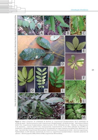 Introdução à botânica
23
Figura 5. Folhas compostas: (A) unifoliolada de Bauhinia sp. (Leguminosae-Caesalpinioideae); (B)-(C) bifolioladas de
escada-de-jaboti – Bauhinia guianensis Aubl. (Leguminosae-Caesalpinioideae) e de jatobá-do-lago – Macrolobium bifolium
(Aubl.) Pers. (Leguminosae-Cesalpinioideae), respectivamente; (D)-(E) trifolioladas de ipê – Tabebuia sp. (Bignoniaceae)
e de piquiarana – Caryocar glabrum Pers. (Caryocaraceae), respectivamente; (F)-(G) folhas palmadas de Schefflera sp.
(Araliaceae) e de Bombacaceae, respectivamente; (H)-(I) paripinadas de mogno Swietenia macrophylla King (Meliaceae) e de
ingá – Inga edulis Mart. (Leguminosae-Mimosoideae), respectivamente; (J) imparipinada de timbó – Derris sp. (Leguminosae-
Papilionoideae); (L)-(M) bipinada imparipinada de Cassia sp. (Leguminosae-Caesalpinioideae) e bipinada paripinada de
saboeiro – Abarema jupunba (Willd.) Britton & Killip (Leguminosae-Mimosoideae).
Fotos:(A)-(B)AntônioSérgioLimadaSilva;(C)-(E)MartaCésarFreire;(F)-(G)LucianoMargalho;(H)-(J)MartaCésarFreire;(L)-(M)AntônioSérgioLimadaSilva.
 