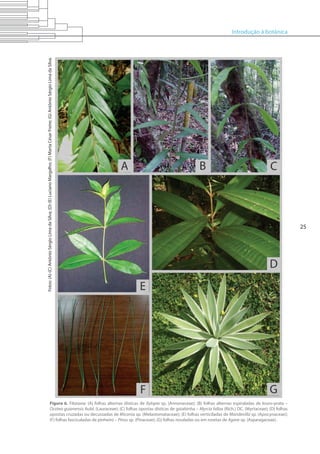 Introdução à botânica
25
Figura 6. Filotaxia: (A) folhas alternas dísticas de Xylopia sp. (Annonaceae); (B) folhas alternas espiraladas de louro-prata –
Ocotea guianensis Aubl. (Lauraceae); (C) folhas opostas dísticas de goiabinha – Myrcia fallax (Rich.) DC. (Myrtaceae); (D) folhas
opostas cruzadas ou decussadas de Miconia sp. (Melastomataceae); (E) folhas verticiladas de Mandevilla sp. (Apocynaceae);
(F) folhas fasciculadas de pinheiro – Pinus sp. (Pinaceae); (G) folhas rosuladas ou em rosetas de Agave sp. (Asparagaceae).
Fotos:(A)-(C)AntônioSérgioLimadaSilva;(D)-(E)LucianoMargalho;(F)MartaCésarFreire;(G)AntônioSérgioLimadaSilva.
 
