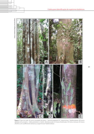 Coleta para identificação de espécimes botânicos
41
Figura 7. Tipos de caule: (A) tronco acanalado de pitaíca – Swartzia polyphylla DC. (Leguminosae - Papilionoideae); (B) tronco
abaulado de sumaúma – Ceiba pentandra (L.) Gaertn. (Bombacaceae); (C) tronco foraminado; (D) tronco tortuoso; (E) tronco
cilíndrico com caulifloria de Swartzia sp. (Leguminosae-Papilionoideae).
Fotos:AntônioSérgioLimadaSilva.
 