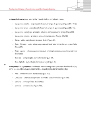 42
Noções Morfológicas e Taxonômicas para Identificação Botânica
A base do tronco pode apresentar características peculiares, como:
•	 Sapopemas estreitas – projeções tabulares mais longas do que largas (Figuras 8A e 9B-C).
•	 Sapopemas largas – projeções tabulares mais largas do que longas (Figuras 8B e 9A).
•	 Sapopemas equiláteras – projeções tabulares tão largas quanto longas (Figura 8C).
•	 Sapopemas em arco – projeções curvas, formando arcos (Figuras 8D e 9D).
•	 Garras – várias projeções em forma de dedos (Figura 8E).
•	 Raízes fúlcreas – várias raízes suspensas acima do solo formando um emaranhado
(Figura 8F).
•	 Raízes suporte – raízes que partem do caule em direção ao solo para sustentar a árvore
(Figura 8G).
•	 Base reta – sem projeções ou reentrâncias (Figura 8H).
•	 Base digitada – aumento do diâmetro na base (Figura 8I).
O aspecto das sapopemas também é importante para o processo de identificação,
deve ser considerada, principalmente, a característica do lombo (aresta):
•	 Reto – sem saliências ou depressões (Figura 10A).
•	 Ondulado – saliências e depressões alternadas sucessivamente (Figura 10B).
•	 Côncavo – com depressões (Figura 10C).
•	 Convexo – com saliências (Figura 10D).
 
