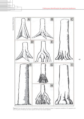 Coleta para identificação de espécimes botânicos
43
Figura 8. Tipos de bases de tronco: (A) sapopema estreita; (B) sapopema larga; (C) sapopema equilátera; (D) sapopema em
arco; (E) garras; (F) fúlcreas; (G) raízes suporte; (H) base reta; (I) base digitada.
Ilustrações:ElielsonRocha.
 