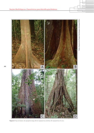 44
Noções Morfológicas e Taxonômicas para Identificação Botânica
Figura 9. Tipos de bases: (A) sapopema larga; (B)-(C) sapopemas estreitas; (D) sapopemas em arco.
Fotos:ArquivosdoProjetoDendrogene(Embrapa/DFID).
 