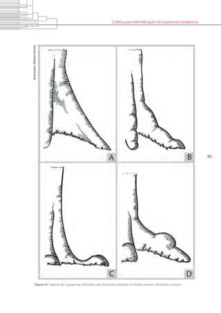 Coleta para identificação de espécimes botânicos
45
Figura 10. Aspecto das sapopemas: (A) lombo reto; (B) lombo ondulado; (C) lombo côncavo; (D) lombo convexo.
Ilustrações:ElielsonRocha.
 