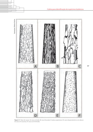 Coleta para identificação de espécimes botânicos
47
Figura 11. Tipos de cascas: (A) casca estriada; (B) casca fissurada; (C) placas papiráceas; (D) casca desprendendo-se em placas;
(E) casca em escamas; (F) casca com lenticelas.
Ilustrações:ElielsonRocha.
 