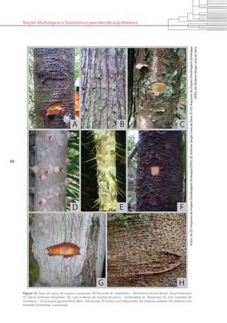 48
Noções Morfológicas e Taxonômicas para Identificação Botânica
Figura 12. Tipos de casca: (A) rugosa (Lauraceae); (B) fissurada de castanheira – Bertholletia excelsa Bonpl. (Lecythidaceae);
(C) placas lenhosas irregulares; (D) com acúleoes de mamita-de-porca – Zanthoxylun sp. (Rutaceae); (E) com espinhos de
mumbaca – Astrocaryum gynacanthum Mart. (Arecaceae); (F) tronco com depressões; (G) ritidoma estriado; (H) ritidoma com
lenticelas horizontais (Lauraceae).
Fotos:(A)-(D)ArquivosdoProjetoDendrogene(Embrapa/DFID);(E)AntônioSérgioLimadaSilva;(F)-(G)ArquivosdoProjetoDendrogene(Embrapa/
DFID);(H)AntônioSérgioLimadaSilva.
 