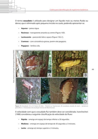 Coleta para identificação de espécimes botânicos
49
Figura 13. Exsudação: (A) e (C) branca de abiu – Pouteria sp. (Sapotaceae); (B) exsudação amarela de anani – Symphonia
globulifera L. f. (Clusiaceae); (D) exsudação resinosa de Myristicaceae.
Fotos:ArquivosdoProjetoDendrogene(Embrapa/DFID).
O termo exsudato é utilizado para designar um líquido mais ou menos fluído ou
denso, que é eliminado após pequena incisão no caule, podendo apresentar-se:
•	 Aquoso – parece água.
•	 Resinoso – transparente amarelo ou creme (Figura 13D).
•	 Lactescente – parecendo leite e opaco (Figura 13A, C).
•	 Cremoso – com consistência grossa, porém não pegajoso.
•	 Pegajoso – lembra cola.
A velocidade com que o exsudado flui também deve ser considerada. Ivanchechen
(1988) considerou a seguinte classificação da velocidade do fluxo:
•	 Rápida – emerge em espaço de tempo inferior a 30 segundos.
•	 Mediana – emerge em espaço de tempo de 30 segundos a 3 minutos.
•	 Lenta – emerge em tempo superior a 3 minutos.
 