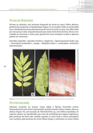 Noções Morfológicas e Taxonômicas para Identificação Botânica
60
Anacardiaceae
Árvores ou arbustos, com presença frequente de resina na casca. Folhas alternas,
geralmente compostas e imparipinadas (Figura 15) ou simples. Pode ser confundida
com a família Burseraceae pela presença de resina ao cortar a casca, mas difere dela
por não possuir odor, enquanto Burseraceae exala cheiro forte de breu. Deve-se ter
cuidado ao manusear a resina, pois geralmente causa irritações na pele e algumas
podem ser venenosas.
Exemplos: taperebá – SpondiasmombinL., tatapiririca – Tapiriraguianensis Aubl., caju
– Anacardium occidentale L., manga – Mangifera indica L., muiracatiara –Astronium
lecointei Ducke.
Figura 15. (A) Folha composta pinada imparipinada; (B) folíolo; (C) exsudação de resina de Astronium lecointei Ducke.
Fotos:ArquivosdoProjetoDendrogene(Embrapa/DFID).
Annonaceae
Arbustos, arvoretas ou árvores. Casca rígida e fibrosa, formando enviras
frequentemente com cheiro“apimentado”quando cortada. Folhas simples, alternas,
dísticas (Figura 16), com exceção de Tetrameranthus sp., com folhas espiraladas. As
espécies podem ser identificadas por meio da morfologia dos órgãos vegetativos,
pela presença de forte odor exalado quando se corta caule e ramos, perceptível
com a prática, pela presença de envira (fibras longas e resistentes na casca), folhas
 