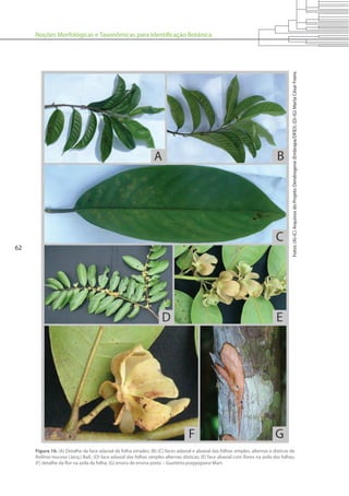 Noções Morfológicas e Taxonômicas para Identificação Botânica
62
Figura 16. (A) Detalhe da face adaxial de folha simples; (B)-(C) faces adaxial e abaxial das folhas simples, alternas e dísticas de
Rollinia mucosa (Jacq.) Bail.; (D) face adaxial das folhas simples alternas dísticas; (E) face abaxial com flores na axila das folhas;
(F) detalhe da flor na axila da folha; (G) envira de envira-preta – Guatteria poeppigiana Mart.
Fotos:(A)-(C)ArquivosdoProjetoDendrogene(Embrapa/DFID);(D)-(G)MartaCésarFreire.
 