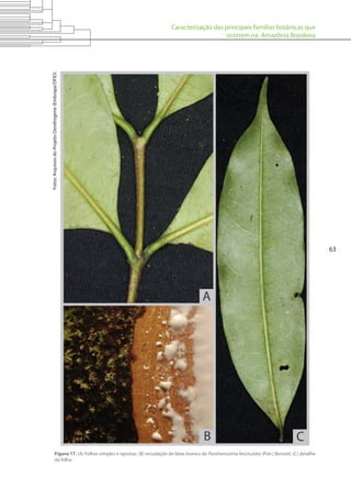 Caracterização das principais famílias botânicas que
ocorrem na Amazônia Brasileira
63
Figura 17. (A) Folhas simples e opostas; (B) exsudação de látex branco de Parahancornia fasciculata (Poir.) Benoist; (C) detalhe
da folha.
Fotos:ArquivosdoProjetoDendrogene(Embrapa/DFID).
 