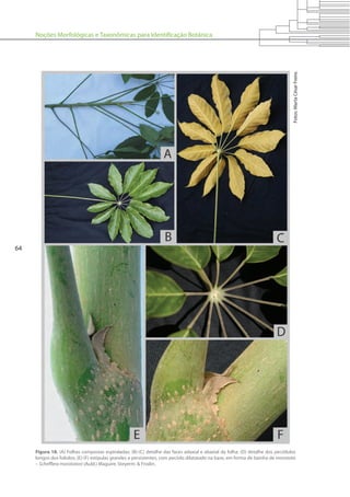 Noções Morfológicas e Taxonômicas para Identificação Botânica
64
Figura 18. (A) Folhas compostas espiraladas; (B)-(C) detalhe das faces adaxial e abaxial da folha; (D) detalhe dos peciólulos
longos dos folíolos; (E)-(F) estípulas grandes e persistentes, com pecíolo dilatatado na base, em forma de bainha de morototó
– Schefflera morototoni (Aubl.) Maguire, Steyerm. & Frodin.
Fotos:MartaCésarFreire.
 