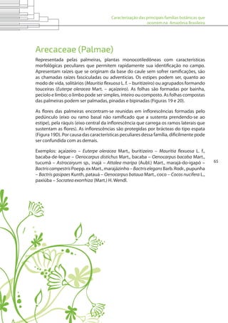 Caracterização das principais famílias botânicas que
ocorrem na Amazônia Brasileira
65
Arecaceae (Palmae)
Representada pelas palmeiras, plantas monocotiledôneas com características
morfológicas peculiares que permitem rapidamente sua identificação no campo.
Apresentam raízes que se originam da base do caule sem sofrer ramificações, são
as chamadas raízes fasciculadas ou adventícias. Os estipes podem ser, quanto ao
modo de vida, solitários (Mauritia flexuosa L. f. – buritizeiro) ou agrupados formando
touceiras (Euterpe oleracea Mart. – açaizeiro). As folhas são formadas por bainha,
pecíolo e limbo; o limbo pode ser simples, inteiro ou composto. As folhas compostas
das palmeiras podem ser palmadas, pinadas e bipinadas (Figuras 19 e 20).
As flores das palmeiras encontram-se reunidas em inflorescências formadas pelo
pedúnculo (eixo ou ramo basal não ramificado que a sustenta prendendo-se ao
estipe), pela ráquis (eixo central da inflorescência que carrega os ramos laterais que
sustentam as flores). As inflorescências são protegidas por brácteas do tipo espata
(Figura 19D). Por causa das características peculiares dessa família, dificilmente pode
ser confundida com as demais.
Exemplos: açaizeiro – Euterpe oleracea Mart., buritizeiro – Mauritia flexuosa L. f.,
bacaba-de-leque – Oenocarpus distichus Mart., bacaba – Oenocarpus bacaba Mart.,
tucumã – Astrocaryum sp., inajá – Attalea maripa (Aubl.) Mart., marajá-do-igapó –
Bactriscampestris Poepp. ex Mart., marajázinho – Bactriselegans Barb. Rodr., pupunha
– Bactris gasipaes Kunth, patauá – Oenocarpus bataua Mart., coco – Cocos nucifera L.,
paxiúba – Socratea exorrhiza (Mart.) H. Wendl.
 