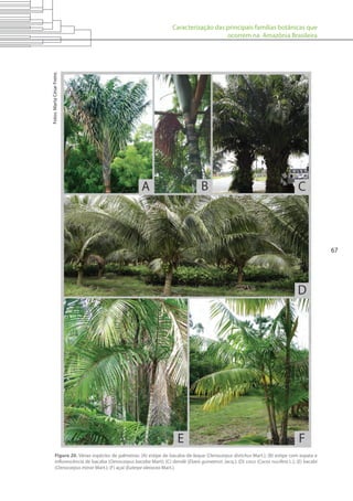 Caracterização das principais famílias botânicas que
ocorrem na Amazônia Brasileira
67
Figura 20. Várias espécies de palmeiras: (A) estipe de bacaba-de-leque (Oenocarpus distichus Mart.); (B) estipe com espata e
inflorescência de bacaba (Oenocarpus bacaba Mart); (C) dendê (Elaeis guineensis Jacq.); (D) coco (Cocos nucifera L.); (E) bacabi
(Oenocarpus minor Mart.); (F) açaí (Euterpe oleracea Mart.).
Fotos:MartaCésarFreire.
 