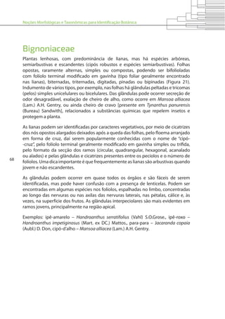 Noções Morfológicas e Taxonômicas para Identificação Botânica
68
Bignoniaceae
Plantas lenhosas, com predominância de lianas, mas há espécies arbóreas,
semiarbustivas e escandentes (cipós robustos e espécies semiarbustivas). Folhas
opostas, raramente alternas, simples ou compostas, podendo ser bifolioladas
com folíolo terminal modificado em gavinha (tipo foliar geralmente encontrado
nas lianas), biternadas, triternadas, digitadas, pinadas ou bipinadas (Figura 21).
Indumento de vários tipos, por exemplo, nas folhas há glândulas peltadas e tricomas
(pelos) simples unicelulares ou bicelulares. Das glândulas pode ocorrer secreção de
odor desagradável, exalação de cheiro de alho, como ocorre em Mansoa alliacea
(Lam.) A.H. Gentry, ou ainda cheiro de cravo [presente em Tynanthus panurensis
(Bureau) Sandwith], relacionados a substâncias químicas que repelem insetos e
protegem a planta.
As lianas podem ser identificadas por caracteres vegetativos, por meio de cicatrizes
dos nós opostos alargados deixados após a queda das folhas, pelo floema arranjado
em forma de cruz, daí serem popularmente conhecidas com o nome de “cipó-
-cruz”, pelo folíolo terminal geralmente modificado em gavinha simples ou trífida,
pelo formato da secção dos ramos (circular, quadrangular, hexagonal, acanalado
ou alados) e pelas glândulas e cicatrizes presentes entre os pecíolos e o número de
folíolos. Uma dica importante é que frequentemente as lianas são arbustivas quando
jovem e não escandentes.
As glândulas podem ocorrer em quase todos os órgãos e são fáceis de serem
identificadas, mas pode haver confusão com a presença de lenticelas. Podem ser
encontradas em algumas espécies nos folíolos, espalhadas no limbo, concentradas
ao longo das nervuras ou nas axilas das nervuras laterais, nas pétalas, cálice e, às
vezes, na superfície dos frutos. As glândulas interpeciolares são mais evidentes em
ramos jovens, principalmente na região apical.
Exemplos: ipê-amarelo – Handroanthus serratifolius (Vahl) S.O.Grose., ipê-roxo –
Handroanthus impetiginosus (Mart. ex DC.) Mattos., para-para – Jacaranda copaia
(Aubl.) D. Don, cipó-d’alho – Mansoa alliacea (Lam.) A.H. Gentry.
 