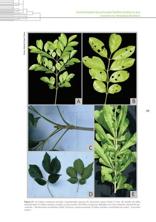 Caracterização das principais famílias botânicas que
ocorrem na Amazônia Brasileira
69
Figura 21. (A) Folhas compostas pinadas imparipinadas opostas de Jacaranda copaia (Aubl.) D. Don; (B) detalhe da folha
imparipinada; (C) folhas opostas cruzadas ou decussadas; (D) folhas compostas digitadas com faces adaxial e abaxial de ipê-
-amarelo – Handroanthus serratifolius (Vahl) S.O.Grose., respectivamente; (E) folhas simples e verticiladas de cuieira – Crescentia
cujete L.
Fotos:MartaCésarFreire.
 
