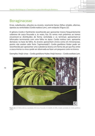 Noções Morfológicas e Taxonômicas para Identificação Botânica
70
Figura 22. (A) Folhas alternas espiraladas; (B) tronco fissurado; (C) detalhe da folha simples peciolada de Cordia goeldiana
Huber.
Fotos:ArquivosdoProjetoDendrogene(Embrapa/DFID).
Boraginaceae
Ervas, subarbustos, arbustos ou árvores, raramente lianas; folhas simples, alternas,
opostas ou verticiladas (Cordia nodosa Lam.), sem estípulas (Figura 22).
O gênero Cordia é facilmente reconhecido por apresentar tronco frequentemente
suberoso de casca fissurada e, às vezes, lisa. Os ramos mais próximos ao tronco
encontram-se distribuídos de forma verticilada e os terminais apresentam-se
bifurcados terminando com uma folha no ápice. Cordia nodosa Lam. apresenta
domácias na base da folha. As árvores apresentam envira como em Annonaceae,
porém não exalam odor forte (“apimentado”). Cordia goeldiana Huber pode ser
reconhecida por apresentar uma substância branca em forma de pó que fica entre
a casca morta e a viva e pode ser observada ao fazer um pequeno corte no tronco.
Exemplos: freijó-cinza – Cordia goeldiana Huber, freijó-branco – Cordia exaltata Lam.
 