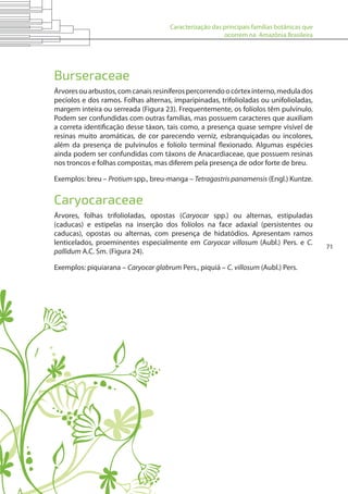 Caracterização das principais famílias botânicas que
ocorrem na Amazônia Brasileira
71
Burseraceae
Árvoresouarbustos,comcanaisresiníferospercorrendoocórtexinterno,medulados
pecíolos e dos ramos. Folhas alternas, imparipinadas, trifolioladas ou unifolioladas,
margem inteira ou serreada (Figura 23). Frequentemente, os folíolos têm pulvínulo.
Podem ser confundidas com outras famílias, mas possuem caracteres que auxiliam
a correta identificação desse táxon, tais como, a presença quase sempre visível de
resinas muito aromáticas, de cor parecendo verniz, esbranquiçadas ou incolores,
além da presença de pulvínulos e folíolo terminal flexionado. Algumas espécies
ainda podem ser confundidas com táxons de Anacardiaceae, que possuem resinas
nos troncos e folhas compostas, mas diferem pela presença de odor forte de breu.
Exemplos: breu – Protium spp., breu-manga – Tetragastris panamensis (Engl.) Kuntze.
Caryocaraceae
Árvores, folhas trifolioladas, opostas (Caryocar spp.) ou alternas, estipuladas
(caducas) e estipelas na inserção dos folíolos na face adaxial (persistentes ou
caducas), opostas ou alternas, com presença de hidatódios. Apresentam ramos
lenticelados, proeminentes especialmente em Caryocar villosum (Aubl.) Pers. e C.
pallidum A.C. Sm. (Figura 24).
Exemplos: piquiarana – Caryocar glabrum Pers., piquiá – C. villosum (Aubl.) Pers.
 