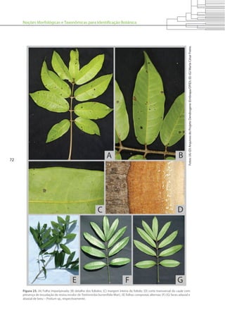 Noções Morfológicas e Taxonômicas para Identificação Botânica
72
Figura 23. (A) Folha imparipinada; (B) detalhe dos folíolos; (C) margem inteira do folíolo; (D) corte transversal do caule com
presença de exsudação de resina incolor de Trattinnickia burserifolia Mart.; (E) folhas compostas alternas; (F)-(G) faces adaxial e
abaxial de breu – Protium sp., respectivamente.
Fotos:(A)-(D)ArquivosdoProjetoDendrogene(Embrapa/DFID);(E)-(G)MartaCésarFreire.
 