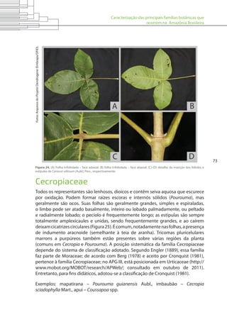 Caracterização das principais famílias botânicas que
ocorrem na Amazônia Brasileira
73
Figura 24. (A) Folha trifoliolada – face adaxial; (B) folha trifoliolada – face abaxial; (C)-(D) detalhe da inserção dos folíolos e
estípulas de Cariocar villosum (Aubl.) Pers., respectivamente.
Fotos:ArquivosdoProjetoDendrogene(Embrapa/DFID).
Cecropiaceae
Todos os representantes são lenhosos, dioicos e contêm seiva aquosa que escurece
por oxidação. Podem formar raízes escoras e internós sólidos (Pourouma), mas
geralmente são ocos. Suas folhas são geralmente grandes, simples e espiraladas,
o limbo pode ser atado basalmente, inteiro ou lobado palmadamente, ou peltado
e radialmente lobado; o pecíolo é frequentemente longo; as estípulas são sempre
totalmente amplexicaules e unidas, sendo frequentemente grandes, e ao caírem
deixamcicatrizescirculares(Figura25).Écomum,notadamentenasfolhas,apresença
de indumento aracnoide (semelhante à teia de aranha). Tricomas pluricelulares
marrons a purpúreos também estão presentes sobre várias regiões da planta
(comuns em Cecropia e Pourouma). A posição sistemática da família Cecropiaceae
depende do sistema de classificação adotado. Segundo Engler (1889), essa família
faz parte de Moraceae; de acordo com Berg (1978) e aceito por Cronquist (1981),
pertence à família Cecropiaceae; no APG III, está posicionada em Urticaceae (http://
www.mobot.org/MOBOT/research/APWeb/; consultado em outubro de 2011).
Entretanto, para fins didáticos, adotou-se a classificação de Cronquist (1981).
Exemplos: mapatirana – Pourouma guianensis Aubl., imbaubão – Cecropia
sciadophylla Mart., apui – Coussapoa spp.
 