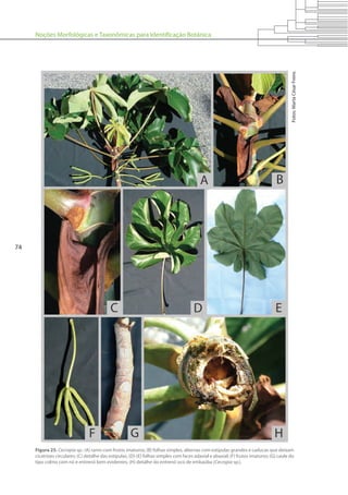 Noções Morfológicas e Taxonômicas para Identificação Botânica
74
Figura 25. Cecropia sp.: (A) ramo com frutos imaturos; (B) folhas simples, alternas com estípulas grandes e caducas que deixam
cicatrizes circulares; (C) detalhe das estípulas; (D)-(E) folhas simples com faces adaxial e abaxial; (F) frutos imaturos; (G) caule do
tipo colmo com nó e entrenó bem evidentes; (H) detalhe do entrenó oco de embaúba (Cecropia sp.).
Fotos:MartaCésarFreire.
 