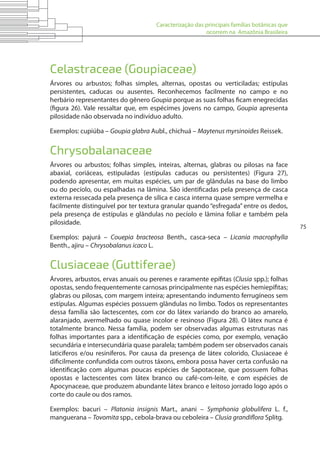 Caracterização das principais famílias botânicas que
ocorrem na Amazônia Brasileira
75
Celastraceae (Goupiaceae)
Árvores ou arbustos; folhas simples, alternas, opostas ou verticiladas; estípulas
persistentes, caducas ou ausentes. Reconhecemos facilmente no campo e no
herbário representantes do gênero Goupia porque as suas folhas ficam enegrecidas
(figura 26). Vale ressaltar que, em espécimes jovens no campo, Goupia apresenta
pilosidade não observada no indivíduo adulto.
Exemplos: cupiúba – Goupia glabra Aubl., chichuá – Maytenus myrsinoides Reissek.
Chrysobalanaceae
Árvores ou arbustos; folhas simples, inteiras, alternas, glabras ou pilosas na face
abaxial, coriáceas, estipuladas (estípulas caducas ou persistentes) (Figura 27),
podendo apresentar, em muitas espécies, um par de glândulas na base do limbo
ou do pecíolo, ou espalhadas na lâmina. São identificadas pela presença de casca
externa ressecada pela presença de sílica e casca interna quase sempre vermelha e
facilmente distinguível por ter textura granular quando “esfregada” entre os dedos,
pela presença de estípulas e glândulas no pecíolo e lâmina foliar e também pela
pilosidade.
Exemplos: pajurá – Couepia bracteosa Benth., casca-seca – Licania macrophylla
Benth., ajiru – Chrysobalanus icaco L.
Clusiaceae (Guttiferae)
Árvores, arbustos, ervas anuais ou perenes e raramente epífitas (Clusia spp.); folhas
opostas, sendo frequentemente carnosas principalmente nas espécies hemiepífitas;
glabras ou pilosas, com margem inteira; apresentando indumento ferrugíneos sem
estípulas. Algumas espécies possuem glândulas no limbo. Todos os representantes
dessa família são lactescentes, com cor do látex variando do branco ao amarelo,
alaranjado, avermelhado ou quase incolor e resinoso (Figura 28). O látex nunca é
totalmente branco. Nessa família, podem ser observadas algumas estruturas nas
folhas importantes para a identificação de espécies como, por exemplo, venação
secundária e intersecundária quase paralela; também podem ser observados canais
laticíferos e/ou resiníferos. Por causa da presença de látex colorido, Clusiaceae é
dificilmente confundida com outros táxons, embora possa haver certa confusão na
identificação com algumas poucas espécies de Sapotaceae, que possuem folhas
opostas e lactescentes com látex branco ou café-com-leite, e com espécies de
Apocynaceae, que produzem abundante látex branco e leitoso jorrado logo após o
corte do caule ou dos ramos.
Exemplos: bacuri – Platonia insignis Mart., anani – Symphonia globulifera L. f.,
manguerana – Tovomita spp., cebola-brava ou ceboleira – Clusia grandiflora Splitg.
 