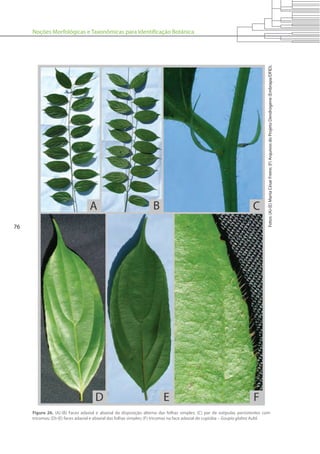 Noções Morfológicas e Taxonômicas para Identificação Botânica
76
Figura 26. (A)-(B) Faces adaxial e abaxial da disposição alterna das folhas simples; (C) par de estípulas persistentes com
tricomas; (D)-(E) faces adaxial e abaxial das folhas simples; (F) tricomas na face adaxial de cupiúba – Goupia glabra Aubl.
Fotos:(A)-(E)MartaCésarFreire;(F)ArquivosdoProjetoDendrogene(Embrapa/DFID).
 