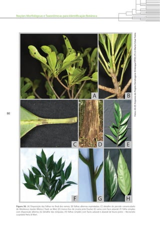 Noções Morfológicas e Taxonômicas para Identificação Botânica
80
Figura 30. (A) Disposição das folhas no final dos ramos; (B) folhas alternas espiraladas; (C) detalhe do pecíolo cananiculado
de Mezilaurus itauba (Meisn.) Taub. ex Mez; (D) tronco liso de Licaria aritu Ducke; (E) ramo com face adaxial; (F) folha simples
com disposição alterna; (G) detalhe das estípulas; (H) folhas simples com faces adaxial e abaxial de louro-preto – Nectandra
cuspidata Ness & Mart.
Fotos:(A)-(E)ArquivosdoProjetoDendrogene(Embrapa/DFID);(F)-(J)MartaCésarFreire.
 