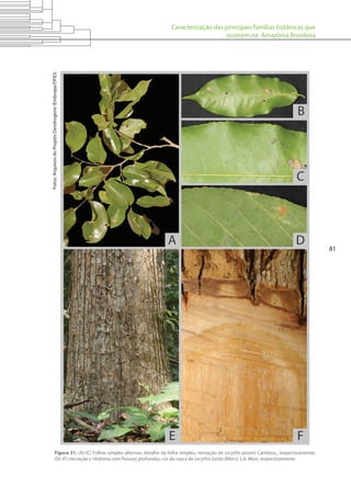 Caracterização das principais famílias botânicas que
ocorrem na Amazônia Brasileira
81
Figura 31. (A)-(C) Folhas simples alternas; detalhe da folha simples, nervação de Lecythis pisonis Cambess., respectivamente;
(D)-(F) nervação e ritidoma com fissuras profundas; cor da casca de Lecythis lurida (Miers) S.A. Mori, respectivamente.
Fotos:ArquivosdoProjetoDendrogene(Embrapa/DFID).
 