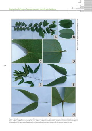 Noções Morfológicas e Taxonômicas para Identificação Botânica
84
Figura 33. (A) Disposição alterna dística das folhas unifolioladas; (B) faces adaxial e abaxial de folha unifoliolada; (C) detalhe do
ápice da folha unifoliolada; (D) detalhe da base da folha unifoliolada de Bauhinia sp.; (E) disposição alterna dística das folhas
bifolioladas; (F)-(G) faces adaxial e abaxial da folha bifoliolada; (H) detalhe do pulvínulo de Bauhinia guianensis Aubl.
Fotos:ArquivosdoProjetoDendrogene(Embrapa/DFID).
 