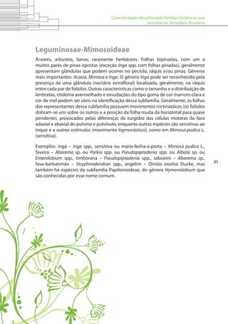 Caracterização das principais famílias botânicas que
ocorrem na Amazônia Brasileira
85
Leguminosae-Mimosoideae
Árvores, arbustos, lianas, raramente herbáceos. Folhas bipinadas, com um a
muitos pares de pinas opostas (exceção Inga spp. com folhas pinadas), geralmente
apresentam glândulas que podem ocorrer no pecíolo, ráquis e/ou pinas. Gêneros
mais importantes: Acacia, Mimosa e Inga. O gênero Inga pode ser reconhecido pela
presença de uma glândula (nectário extrafloral) localizada, geralmente, na ráquis
entre cada par de folíolos. Outras características como o tamanho e a distribuição de
lenticelas, ritidoma avermelhado e exsudações do tipo goma de cor marrom-clara e
cor de mel podem ser úteis na identificação dessa subfamília. Geralmente, as folhas
dos representantes dessa subfamília possuem movimentos nictinásticos (os folíolos
dobram-se uns sobre os outros e a posição da folha muda da horizontal para quase
pendente), provocados pelas diferenças de turgidez das células motoras da face
adaxial e abaxial do pulvino e pulvínulo, enquanto outras espécies são sensitivas ao
toque e a outros estímulos (movimento tigmonástico), como em Mimosa pudica L.
(sensitiva).
Exemplos: ingá – Inga spp., sensitiva ou maria-fecha-a-porta – Mimosa pudica L.,
faveira – Abarema sp. ou Parkia spp. ou Pseudopiptadenia spp. ou Albizia sp. ou
Enterolobium spp., timborana – Pseudopiptadenia spp., saboeiro – Abarema sp.,
fava-barbatimão – Stryphnodendron spp., angelim – Dinizia excelsa Ducke, mas
também há espécies da subfamília Papilionoideae, do gênero Hymenolobium que
são conhecidas por esse nome comum.
 