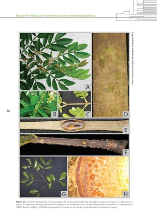 Noções Morfológicas e Taxonômicas para Identificação Botânica
86
Figura 34. (A) Folha imparipinada com ráquis alada de Inga sp.; (B) detalhe das glândulas na ráquis de Inga sp., (C) glândulas na
ráquis; (D) ritidoma vermelho; (E) detalhe da glândula de Parkia decussata Ducke; (F) glândula no pecíolo de Parkia pendula
(Willd.) Benth. ex Walp.; (G) folhas paripinadas; (H) resina cor de mel de Stryphnodendron paniculatum Poepp.
Fotos:ArquivosdoProjetoDendrogene(Embrapa/DFID).
 