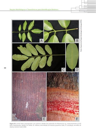 Noções Morfológicas e Taxonômicas para Identificação Botânica
88
Figura 35. (A)-(B) Folhas imparipinadas com pulvinos; detalhe dos pulvínulos de Platymiscium sp., respectivamente; (C)-(D)
folha imparipinada; detalhe do folíolo; (E) ritidoma avermelhado de Vatairea guianensis Aubl.; (F) exsudação vermelha de
Dipteryx odorata (Aubl.) Willd.
Fotos:ArquivosdoProjetoDendrogene(Embrapa/DFID).
 
