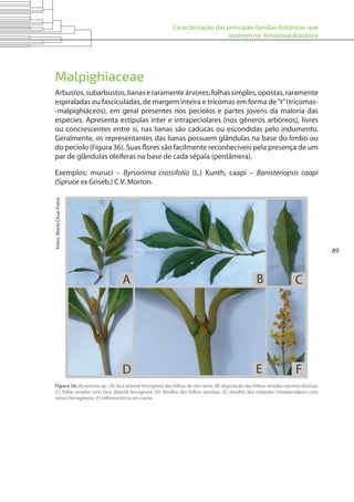 Caracterização das principais famílias botânicas que
ocorrem na Amazônia Brasileira
89
Malpighiaceae
Arbustos,subarbustos,lianaseraramenteárvores;folhassimples,opostas,raramente
espiraladas ou fasciculadas, de margem inteira e tricomas em forma de“t”(tricomas-
-malpighiáceos), em geral presentes nos pecíolos e partes jovens da maioria das
espécies. Apresenta estípulas inter e intrapeciolares (nos gêneros arbóreos), livres
ou concrescentes entre si, nas lianas são caducas ou escondidas pelo indumento.
Geralmente, os representantes das lianas possuem glândulas na base do limbo ou
do pecíolo (Figura 36). Suas flores são facilmente reconhecíveis pela presença de um
par de glândulas oleíferas na base de cada sépala (pentâmera).
Exemplos: muruci – Byrsonima crassifolia (L.) Kunth, caapi – Banisteriopsis caapi
(Spruce ex Griseb.) C.V. Morton.
Figura 36. Byrsonima sp.: (A) face abaxial ferrugínea das folhas de um ramo; (B) disposição das folhas simples opostas dísticas;
(C) folha simples com face abaxial ferrugínea; (D) detalhe das folhas opostas; (E) detalhe das estípulas intrapeciolares com
ramos ferrugíneos; (F) inflorescência em cacho.
Fotos:MartaCésarFreire.
 