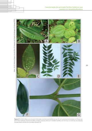 Caracterização das principais famílias botânicas que
ocorrem na Amazônia Brasileira
91
Figura 37. (A)-(B) Folhas com nervuras trinervadas (curvinérvias) de Miconia sp.; (C) com presença de domáceas em Tococa sp.;
(D)-(E) faces adaxial e abaxial das folhas simples e opostas dísticas; (F) detalhe da folha com nervuras curvinérvias; (G) estípulas
intrapeciolares de Miconia minutiflora (Bonpl.) DC.
Fotos:(A)-(C)AntônioSérgioLimadaSilva;(D)ArquivosdoProjetoDendrogene(Embrapa/DFID).
 