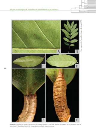 Noções Morfológicas e Taxonômicas para Identificação Botânica
92
Figura 38. (A) Venação; (B) folha paripinada com folíolos opostos, (C)-(D) faces abaxiais dos folíolos; (E)-(F) peciólulos visto da
face adaxial e abaxial dos folíolos de Carapa guianensis Aubl., respectivamente.
Fotos:ArquivosdoProjetoDendrogene(Embrapa/DFID).
 