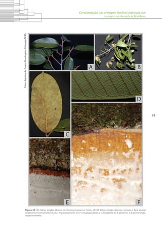 Caracterização das principais famílias botânicas que
ocorrem na Amazônia Brasileira
93
Figura 39. (A) Folhas simples alternas de Brosimum paraense Huber; (B)-(D) folhas simples alternas, venação e face adaxial
de Brosimum parinarioides Ducke, respectivamente; (E)-(F) exsudação branca e abundante de B. paraensis e B. parinarioides,
respectivamente.
Fotos:ArquivosdoProjetoDendrogene(Embrapa/DFID).
 