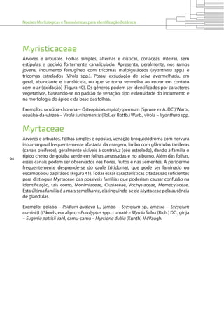 Noções Morfológicas e Taxonômicas para Identificação Botânica
94
Myristicaceae
Árvores e arbustos. Folhas simples, alternas e dísticas, coriáceas, inteiras, sem
estípulas e pecíolo fortemente canaliculado. Apresenta, geralmente, nos ramos
jovens, indumento ferrugíneo com tricomas malpiguiáceos (Iryanthera spp.) e
tricomas estrelados (Virola spp.). Possui exsudação de seiva avermelhada, em
geral, abundante e translúcida, ou que se torna vermelha ao entrar em contato
com o ar (oxidação) (Figura 40). Os gêneros podem ser identificados por caracteres
vegetativos, baseando-se no padrão de venação, tipo e densidade do indumento e
na morfologia do ápice e da base das folhas.
Exemplos: ucuúba-chorona – Osteophloeum platyspermum (Spruce ex A. DC.) Warb.,
ucuúba-da-várzea – Virola surinamensis (Rol. ex Rottb.) Warb., virola – Iryanthera spp.
Myrtaceae
Árvores e arbustos. Folhas simples e opostas, venação broquidódroma com nervura
intramarginal frequentemente afastada da margem, limbo com glândulas taníferas
(canais oleíferos), geralmente visíveis à contraluz (céu estrelado), dando à família o
típico cheiro de goiaba verde em folhas amassadas e no alburno. Além das folhas,
esses canais podem ser observados nas flores, frutos e nas sementes. A periderme
frequentemente desprende-se do caule (ritidoma), que pode ser laminado ou
escamoso ou papiráceo (Figura 41).Todas essas características citadas são suficientes
para distinguir Myrtaceae das possíveis famílias que poderiam causar confusão na
identificação, tais como, Monimiaceae, Clusiaceae, Vochysiaceae, Memecylaceae.
Esta última família é a mais semelhante, distinguindo-se de Myrtaceae pela ausência
de glândulas.
Exemplo: goiaba – Psidium guajava L., jambo – Syzygium sp., ameixa – Syzygium
cumini (L.) Skeels, eucalipto – Eucalyptus spp., cumatê – Myrcia fallax (Rich.) DC., ginja
– Eugenia patrisii Vahl, camu-camu – Myrciaria dubia (Kunth) McVaugh.
 