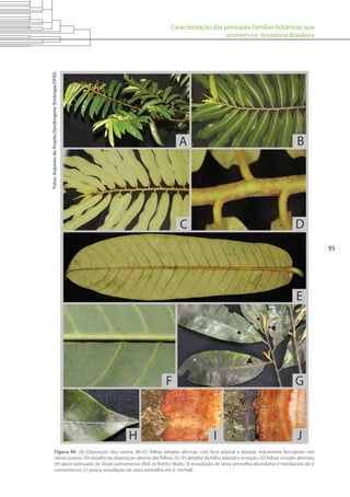 Caracterização das principais famílias botânicas que
ocorrem na Amazônia Brasileira
95
Figura 40. (A) Disposição dos ramos; (B)-(C) folhas simples alternas com face adaxial e abaxial, indumento ferrugíneo nos
ramos jovens; (D) detalhe da disposição alterna das folhas; (E)-(F) detalhe da folha adaxial e venação; (G) folhas simples alternas;
(H) ápice atenuado de Virola surinamensis (Rol. ex Rottb.) Warb.; (I) exsudação de seiva vermelha abundante e translúcida de V.
surinamensis; (J) pouca exsudação de seiva vermelha em V. michelli.
Fotos:ArquivosdoProjetoDendrogene(Embrapa/DFID).
 