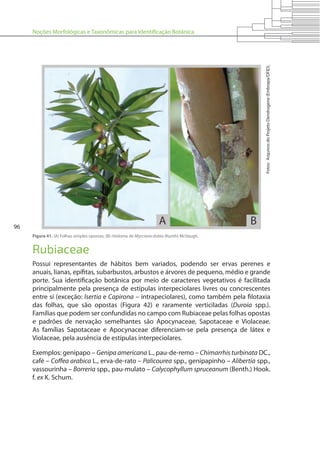 Noções Morfológicas e Taxonômicas para Identificação Botânica
96
Figura 41. (A) Folhas simples opostas; (B) ritidoma de Myrciaria dubia (Kunth) McVaugh.
Fotos:ArquivosdoProjetoDendrogene(Embrapa/DFID).
Rubiaceae
Possui representantes de hábitos bem variados, podendo ser ervas perenes e
anuais, lianas, epífitas, subarbustos, arbustos e árvores de pequeno, médio e grande
porte. Sua identificação botânica por meio de caracteres vegetativos é facilitada
principalmente pela presença de estípulas interpeciolares livres ou concrescentes
entre si (exceção: Isertia e Capirona – intrapeciolares), como também pela filotaxia
das folhas, que são opostas (Figura 42) e raramente verticiladas (Duroia spp.).
Famílias que podem ser confundidas no campo com Rubiaceae pelas folhas opostas
e padrões de nervação semelhantes são Apocynaceae, Sapotaceae e Violaceae.
As famílias Sapotaceae e Apocynaceae diferenciam-se pela presença de látex e
Violaceae, pela ausência de estípulas interpeciolares.
Exemplos: genipapo – Genipa americana L., pau-de-remo – Chimarrhis turbinata DC.,
café – Coffea arabica L., erva-de-rato – Palicourea spp., genipapinho – Alibertia spp.,
vassourinha – Borreria spp., pau-mulato – Calycophyllum spruceanum (Benth.) Hook.
f. ex K. Schum.
 