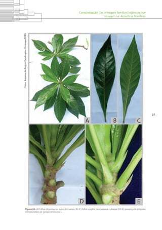 Caracterização das principais famílias botânicas que
ocorrem na Amazônia Brasileira
97
Figura 42. (A) Folhas dispostas no ápice dos ramos; (B)-(C) folha simples, faces adaxial e abaxial; (D)-(E) presença de estípulas
interpeciolares de Genipa americana L.
Fotos:ArquivosdoProjetoDendrogene(Embrapa/DFID).
 