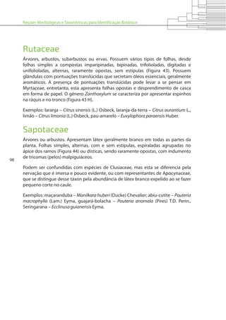 Noções Morfológicas e Taxonômicas para Identificação Botânica
98
Rutaceae
Árvores, arbustos, subarbustos ou ervas. Possuem vários tipos de folhas, desde
folhas simples a compostas imparipinadas, bipinadas, trifolioladas, digitadas e
unifolioladas, alternas, raramente opostas, sem estípulas (Figura 43). Possuem
glândulas com pontuações translúcidas que secretam óleos essenciais, geralmente
aromáticos. A presença de pontuações translúcidas pode levar a se pensar em
Myrtaceae, entretanto, esta apresenta folhas opostas e desprendimento de casca
em forma de papel. O gênero Zanthoxylum se caracteriza por apresentar espinhos
na ráquis e no tronco (Figura 43 H).
Exemplos: laranja – Citrus sinensis (L.) Osbeck, laranja-da-terra – Citrus aurantium L.,
limão – Citrus limonia (L.) Osbeck, pau-amarelo – Euxylophora paraensis Huber.
Sapotaceae
Árvores ou arbustos. Apresentam látex geralmente branco em todas as partes da
planta. Folhas simples, alternas, com e sem estípulas, espiraladas agrupadas no
ápice dos ramos (Figura 44) ou dísticas, sendo raramente opostas, com indumento
de tricomas (pelos) malpiguiáceos.
Podem ser confundidas com espécies de Clusiaceae, mas esta se diferencia pela
nervação que é imersa e pouco evidente, ou com representantes de Apocynaceae,
que se distingue desse táxon pela abundância de látex branco expelido ao se fazer
pequeno corte no caule.
Exemplos: maçaranduba – Manilkara huberi (Ducke) Chevalier; abiu-cutite – Pouteria
macrophylla (Lam.) Eyma, guajará-bolacha – Pouteria anomala (Pires) T.D. Penn.,
Seringarana – Ecclinusa guianensis Eyma.
 